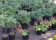 nursery 122.JPG 