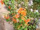 P1010003.JPG 