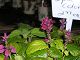 P1010008.JPG 