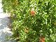 P1010008.JPG 