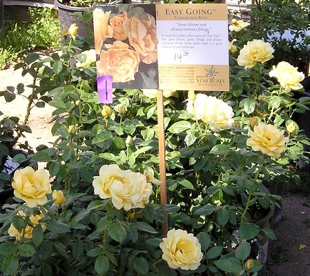 nursery_007.jpg