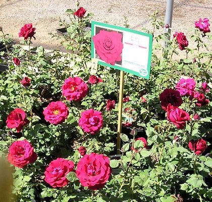 nursery_009.jpg