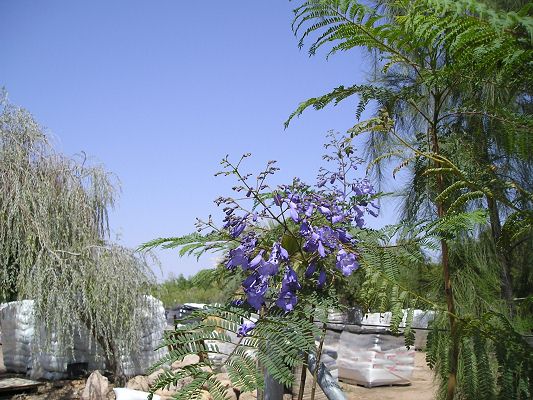 nursery_010_1.jpg