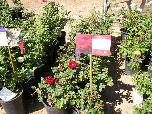 nursery_011.jpg