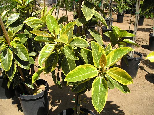 nursery_012.jpg