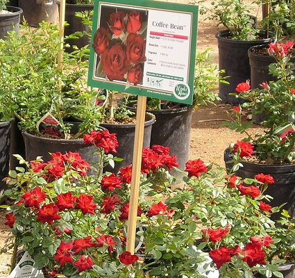 nursery_025.jpg