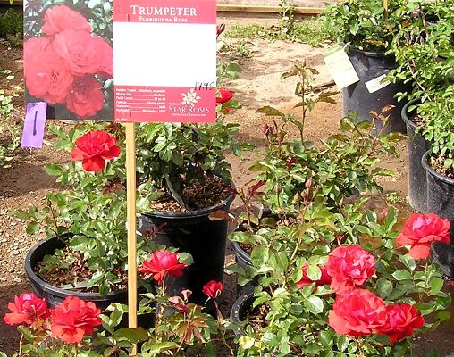 nursery_026.jpg