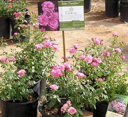 nursery_027.jpg