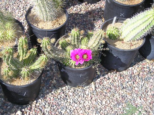 nursery_028_1.jpg