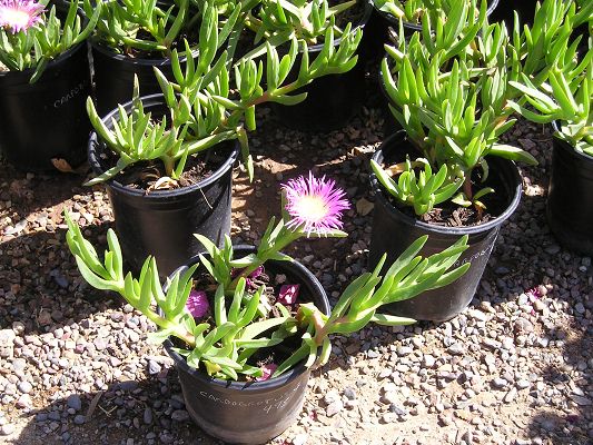 nursery_032_1.jpg