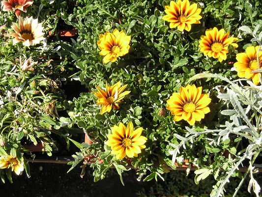 nursery_033.jpg