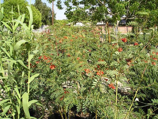nursery_036_1.jpg