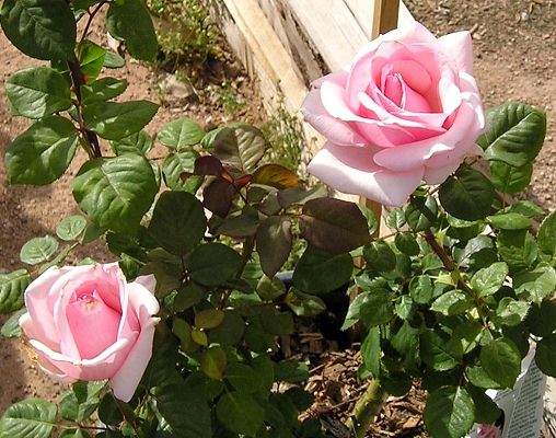 nursery_039.jpg