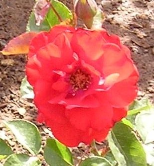 nursery_040.jpg
