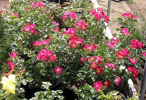 nursery_042.jpg