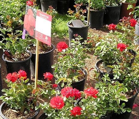 nursery_043.jpg