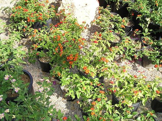 nursery_043_1.jpg