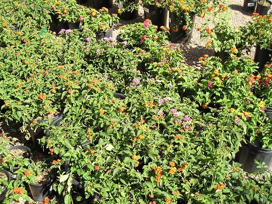 nursery_044_1.jpg