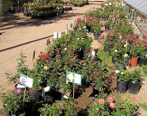 nursery_046.jpg