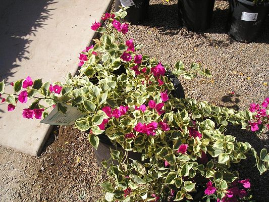 nursery_046_1.jpg