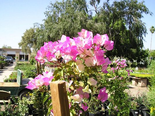 nursery_048.jpg