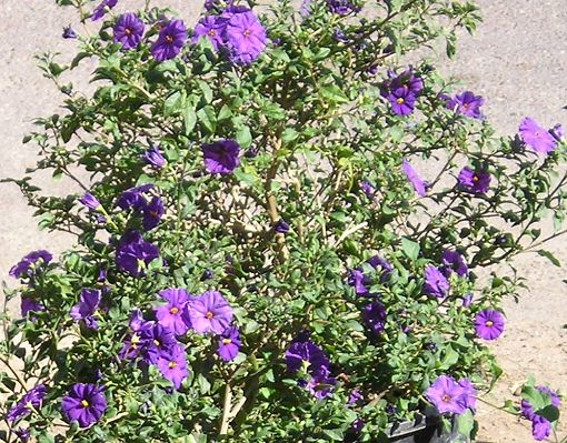 nursery_049.jpg