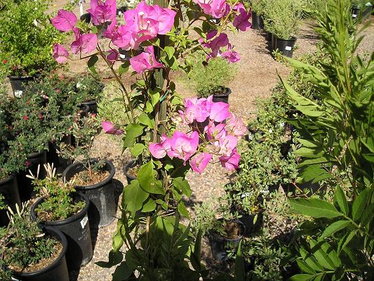 nursery_049_1.jpg