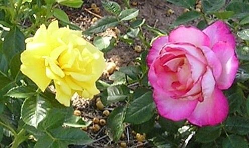 nursery_051.jpg