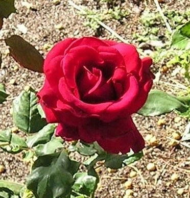nursery_052.jpg