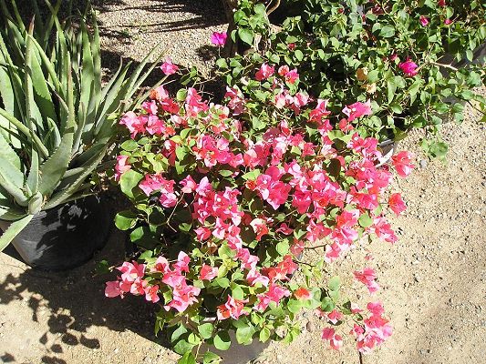 nursery_054_1.jpg