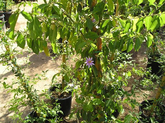 nursery_056.jpg