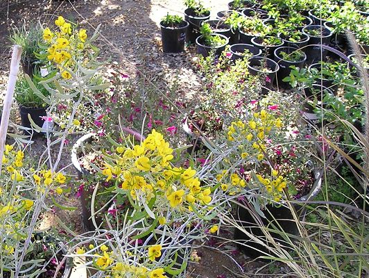 nursery_057.jpg