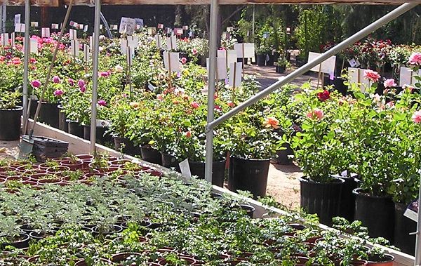 nursery_058.jpg