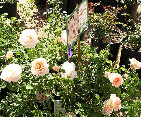 nursery_059.jpg