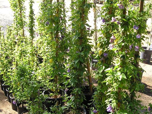 nursery_062.jpg