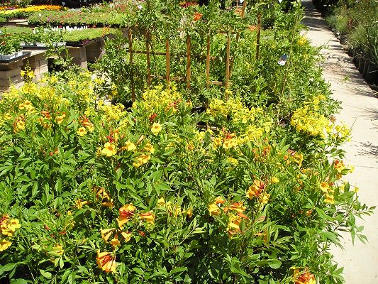 nursery_065_1.jpg
