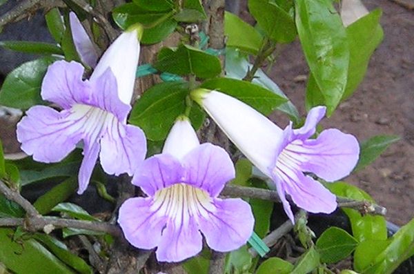 nursery_067.jpg