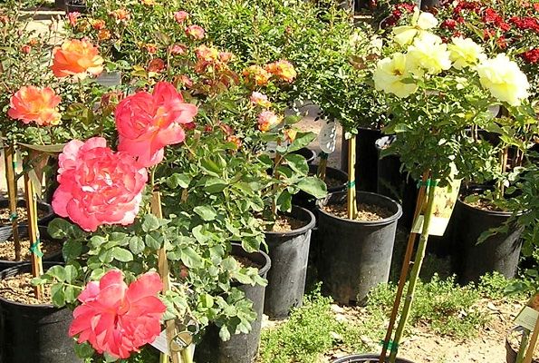 nursery_068.jpg
