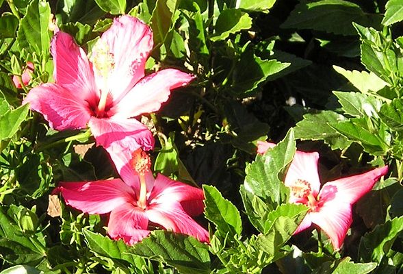 nursery_073.jpg