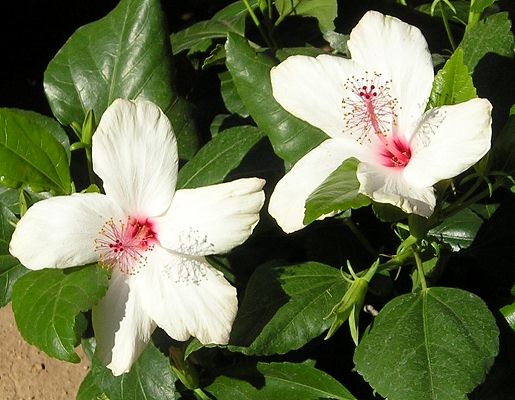 nursery_076.jpg