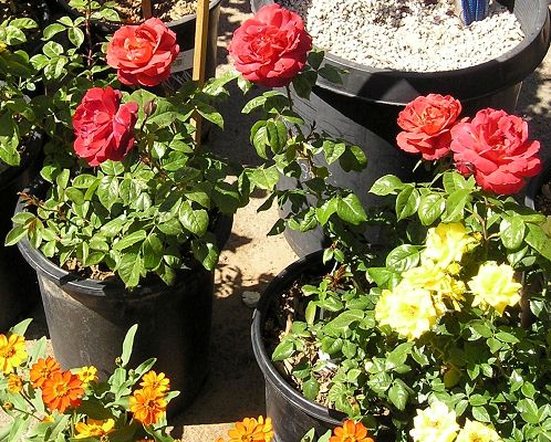 nursery_099.jpg