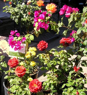 nursery_100.jpg