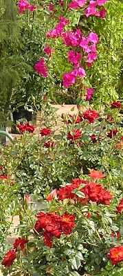nursery_105.jpg