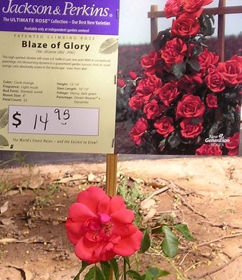 nursery_113.jpg