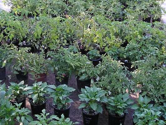 nursery_119.jpg
