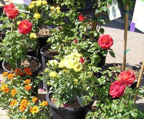 nursery_126.jpg