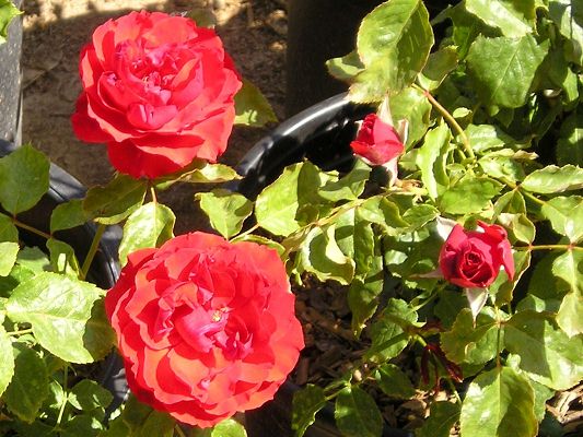 nursery_april_23_039.jpg
