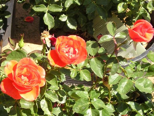 nursery_april_23_040.jpg