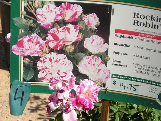 nursery_april_23_041.jpg