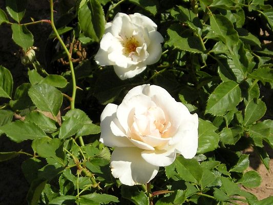 nursery_april_23_043.jpg